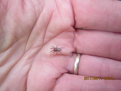 Scotophaeus pretiosus