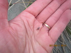 Scotophaeus pretiosus