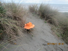 Scotophaeus pretiosus