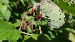 Craneiobia tuba