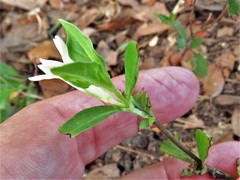 Spigelia texana