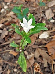 Spigelia texana