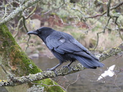 Corvus corone corone