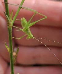 Tettigoniidae