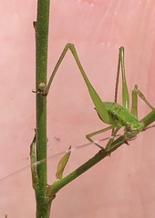 Tettigoniidae