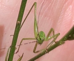 Tettigoniidae