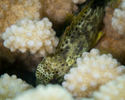 Gespikkelde schorpioenvis (Sebastapistes coniorta) — Scorpaenidae — 5