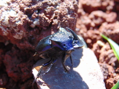 Phanaeus quadridens