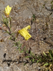Oenothera elata