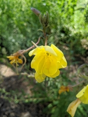 Oenothera elata