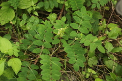Astragalus glycyphyllos