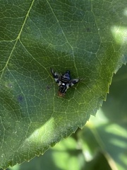 Rhagoletis pomonella