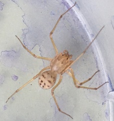 Scytodes univittata