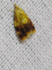 Pseudargyrotoza conwagana