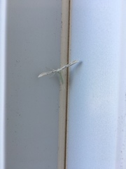 Hellinsia homodactylus