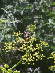 Sceliphron madraspatanum