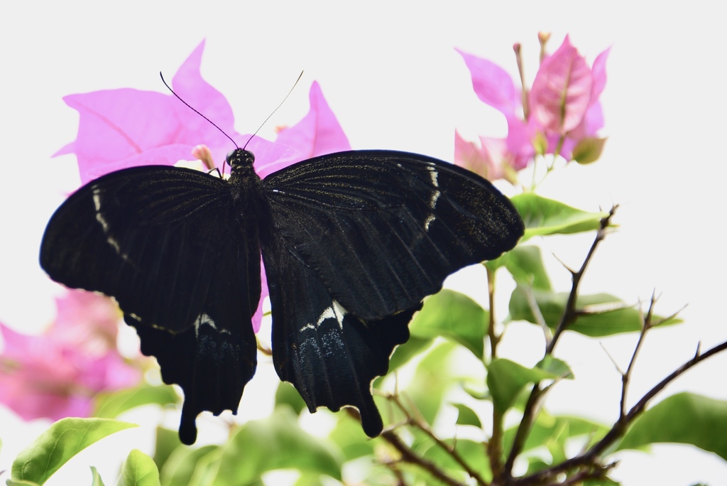 Fijian Swallowtail
