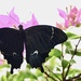 Papilio schmeltzi - Photo 由 melianie_max_and_asker 所上傳的 (c) melianie_max_and_asker，保留部份權利CC BY