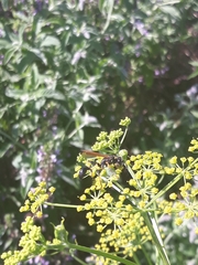 Sceliphron madraspatanum