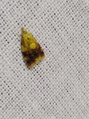 Pseudargyrotoza conwagana