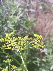 Sceliphron madraspatanum