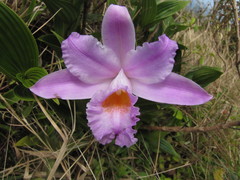 Sobralia warszewiczii