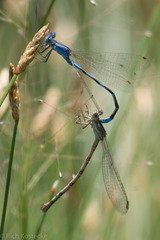 Argia leonorae