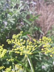 Sceliphron madraspatanum