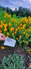 Genista suanica