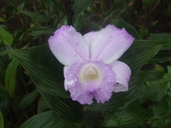 Sobralia warszewiczii