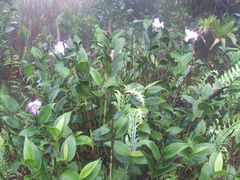 Sobralia warszewiczii