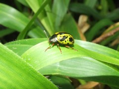 Calligrapha pantherina