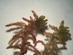Sphagnum pylaesii