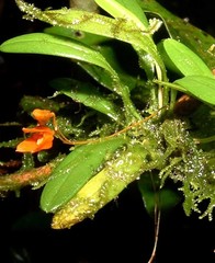Specklinia lanceola