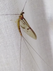 Ephemera glaucops