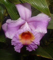 Sobralia warszewiczii