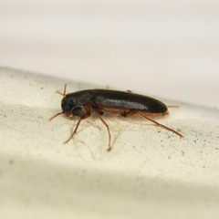 Melandryidae