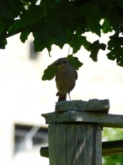 Phoenicurus ochruros