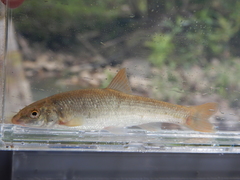 Campostoma spadiceum