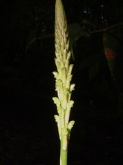 Prescottia stachyodes