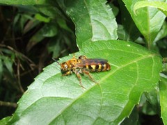 Xanthocampsomeris hesterae