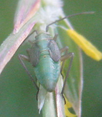 Adelphocoris lineolatus