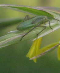 Adelphocoris lineolatus