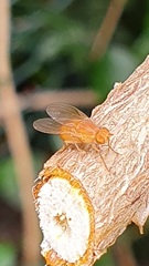 Sapromyza