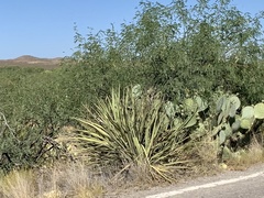 Yucca baccata brevifolia