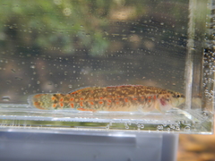 Etheostoma whipplei