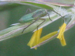 Adelphocoris lineolatus