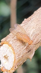 Sapromyza