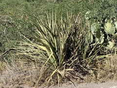 Yucca baccata brevifolia