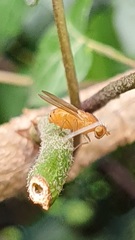 Sapromyza